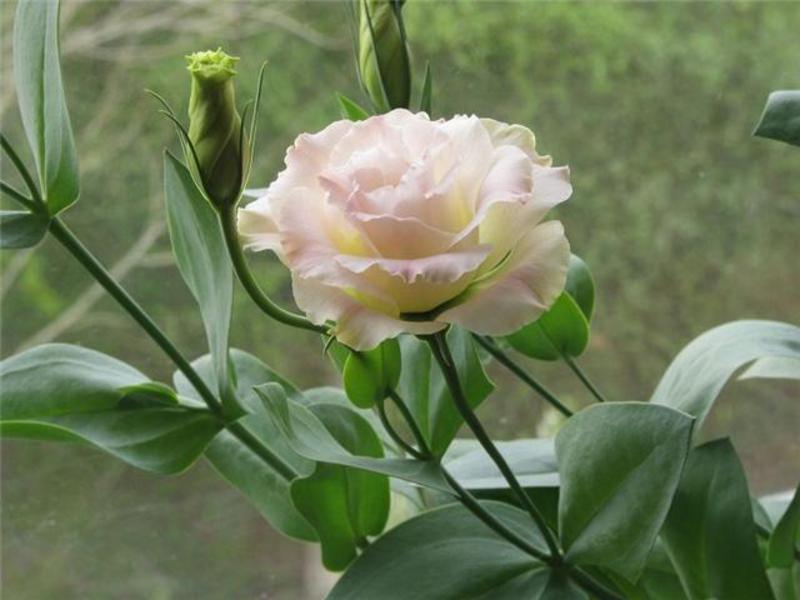 Features of growing from seeds Ways to grow eustoma