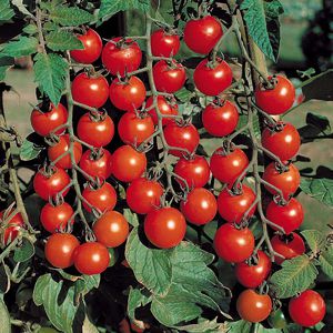 Choosing Cherry varieties