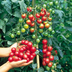 Cherry tomato appearance