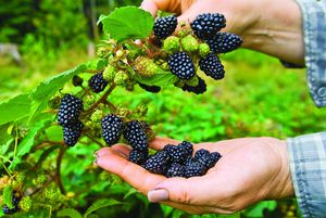 How to grow blackberries