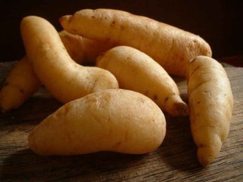What is sweet potato and what does it look like Sweet potato yam