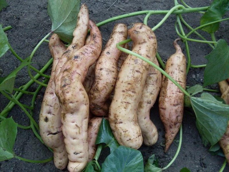 How to grow sweet potatoes Reproduction of sweet potato potatoes