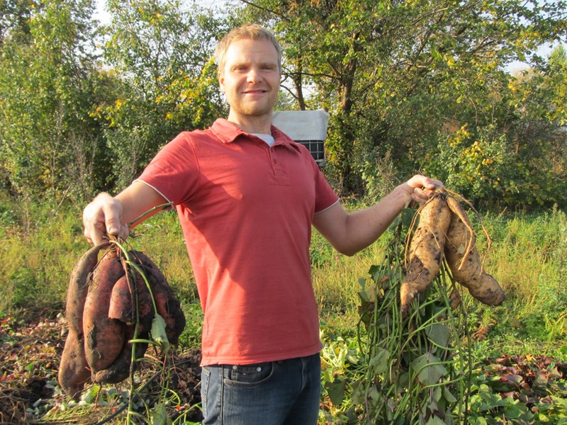 Yam harvest What does sweet potato look like?