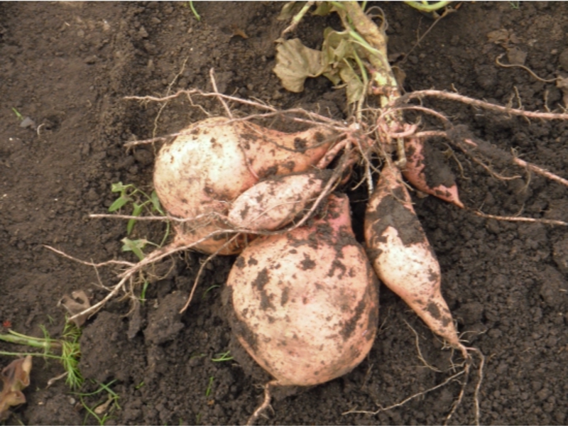 What is sweet potato Product Description Sweet Potato