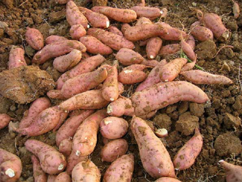 How sweet potatoes grow How sweet potatoes grow