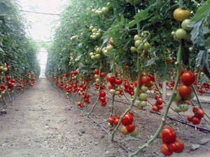 Description of the determinant tomato variety