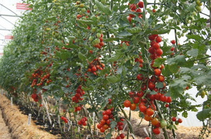 Characteristics of an indeterminate tomato variety