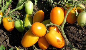 List of determinant tomato varieties