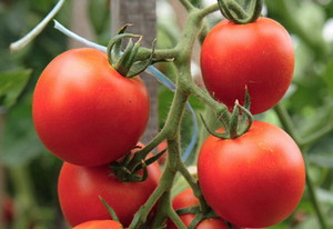 Advantages and disadvantages of determinant tomato varieties