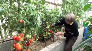 Description of the correct care for determinant tomatoes