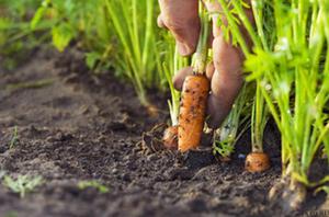 When and how best to plant carrots?