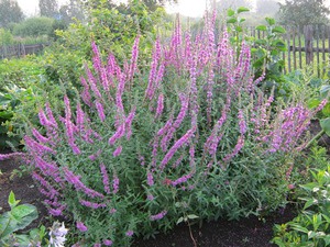 How to plant a loosestrife