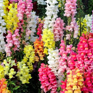 How to grow snapdragons
