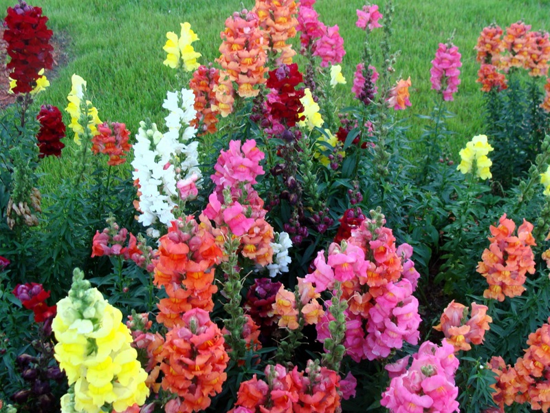Snapdragon bloom Snapdragon characteristic