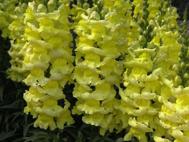 Toadflax is a wild snapdragon. Snapdragon is a bright decoration for your garden.