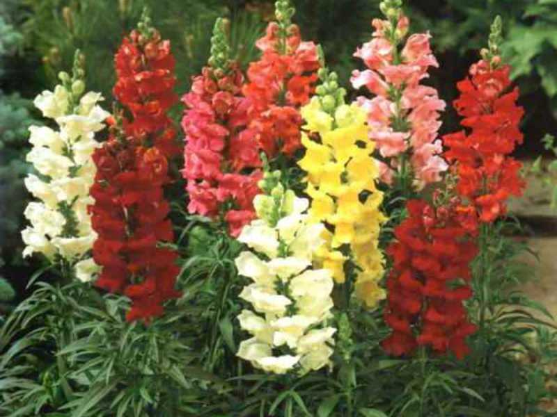 Growing snapdragon Toadflax - wild snapdragon