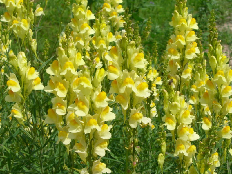 Snapdragon bloom Snapdragon