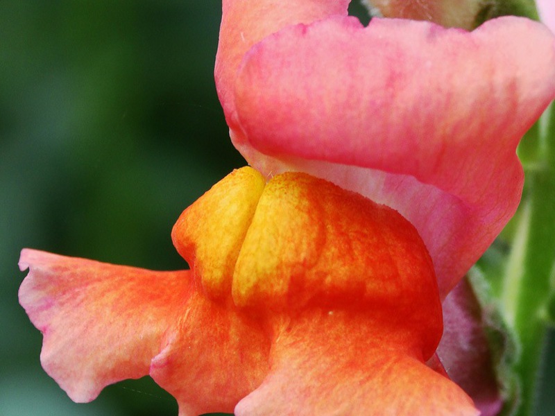 How to grow snapdragons Snapdragon: cultivation and historical facts about the flower.