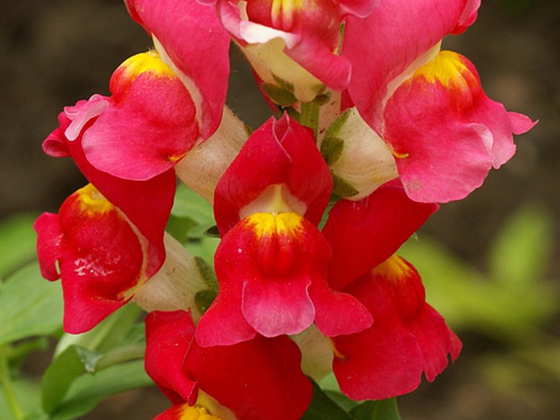 Snapdragon cultivation technology Snapdragon: grown from seed.