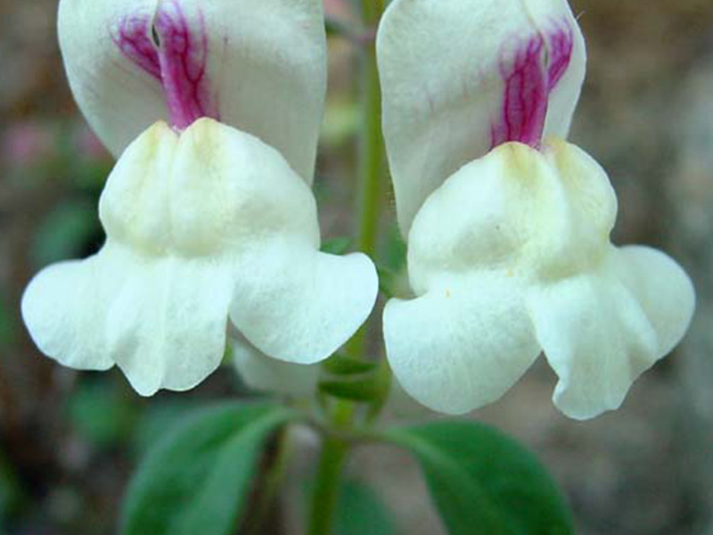 Toadflax is a wild snapdragon. How to grow snapdragons