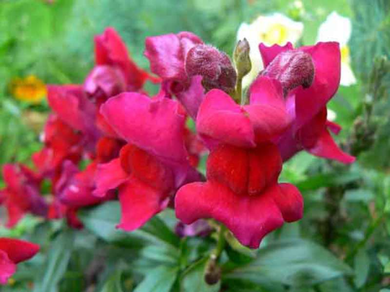 When the snapdragon flower blooms Colorful snapdragon flower