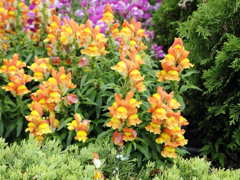 How to grow snapdragons How to grow snapdragons