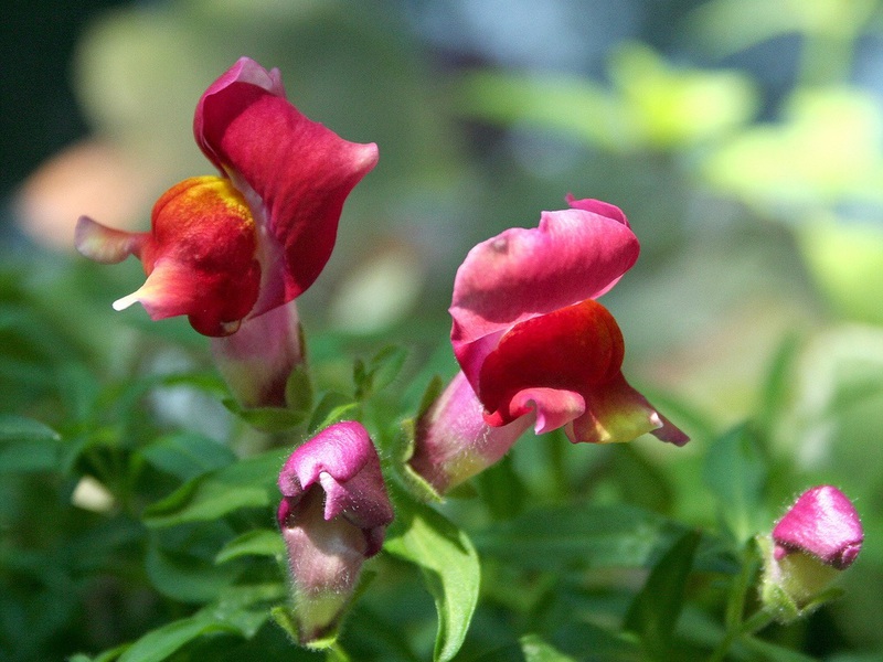 How to care for snapdragons How to properly care for a snapdragon flower