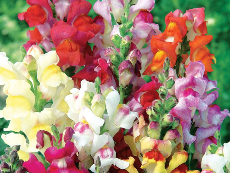 How to grow snapdragons Snapdragon flower name