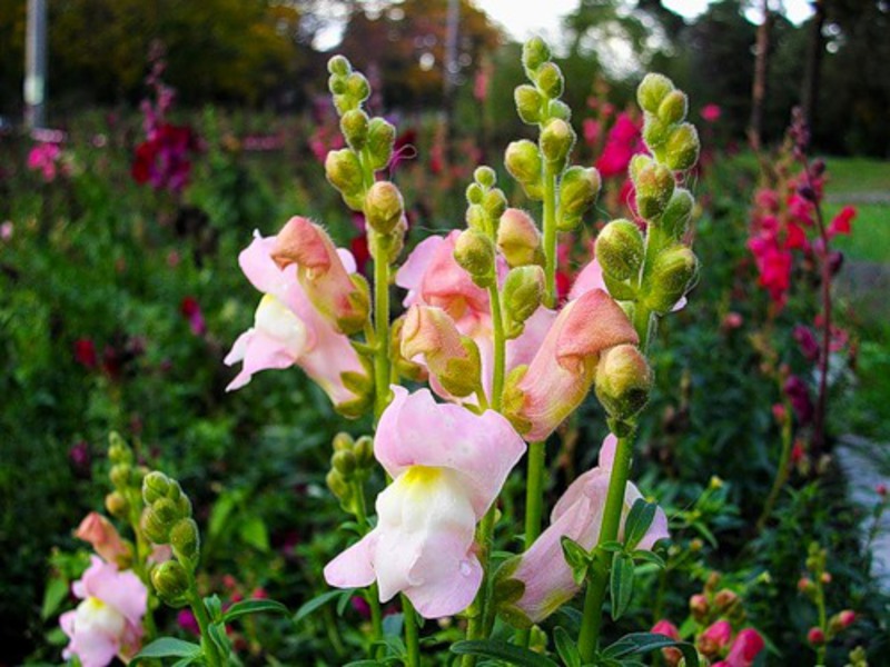 How Snapdragon Grows Snapdragon is a bright decoration for your garden.