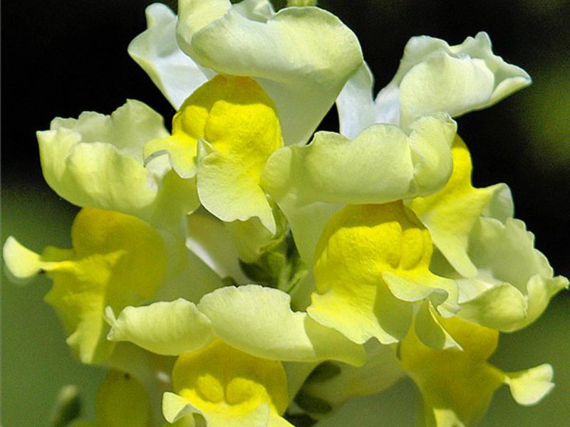 Description of the snapdragon flower How to grow snapdragons