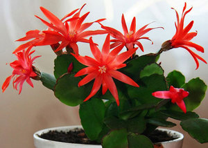 Why is this called a flower