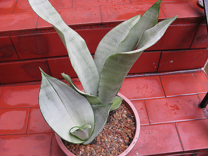 What types of flower pike tail exist Description of the differences between Sansevier species