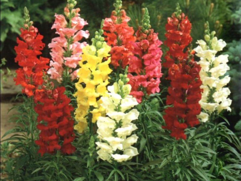 How Snapdragon Grows Snapdragon plant