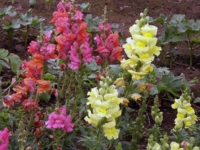 How to grow snapdragons Growing Snapdragon