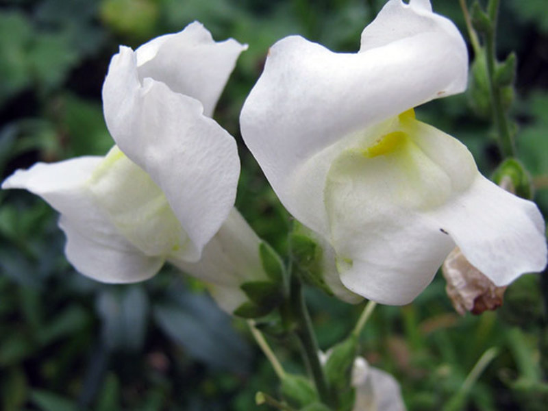 Description of the flower ltwine throat How to properly trim snapdragons