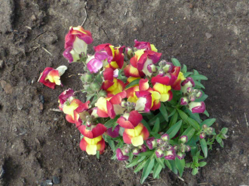 You can start growing snapdragon by sowing seeds in the ground Snapdragon plant species