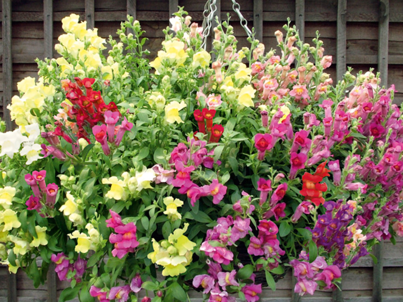 Snapdragon and its types How to plant snapdragons