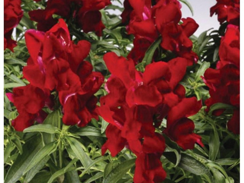 Features of growing snapdragon Growing Snapdragon