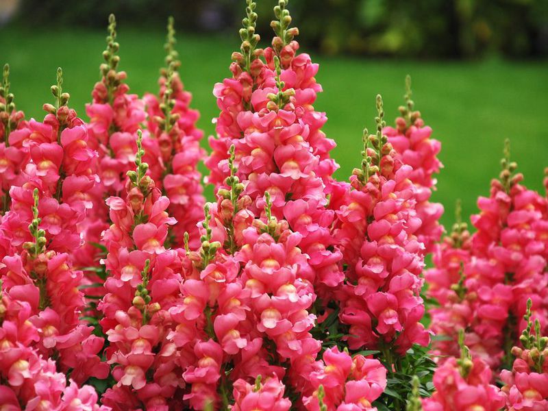 Snapdragon flower Features of snapdragon care