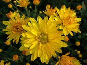 What do yellow chrysanthemums mean?