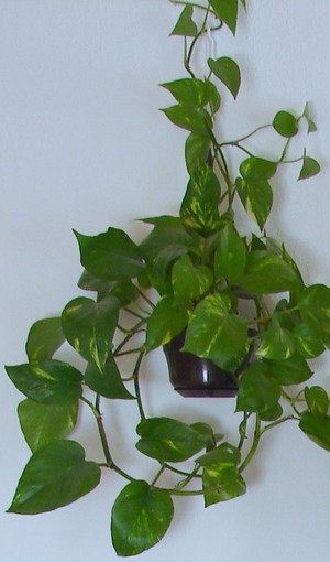 Signs and superstitions about indoor flowers