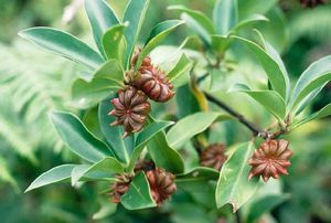 How to grow anise