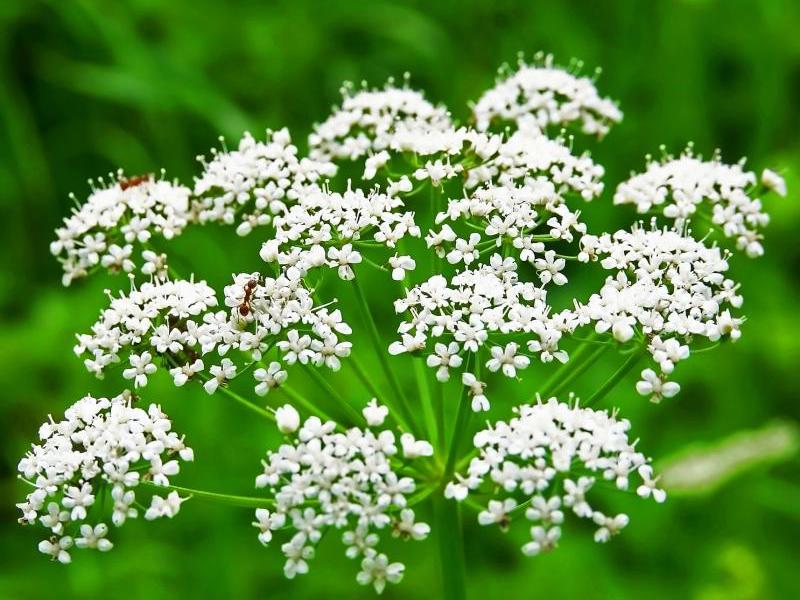 Where does anise grow Why is anise useful?