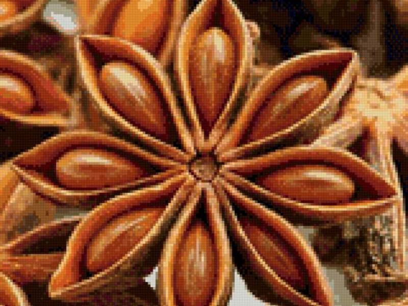 Anise properties and uses Anise harvest