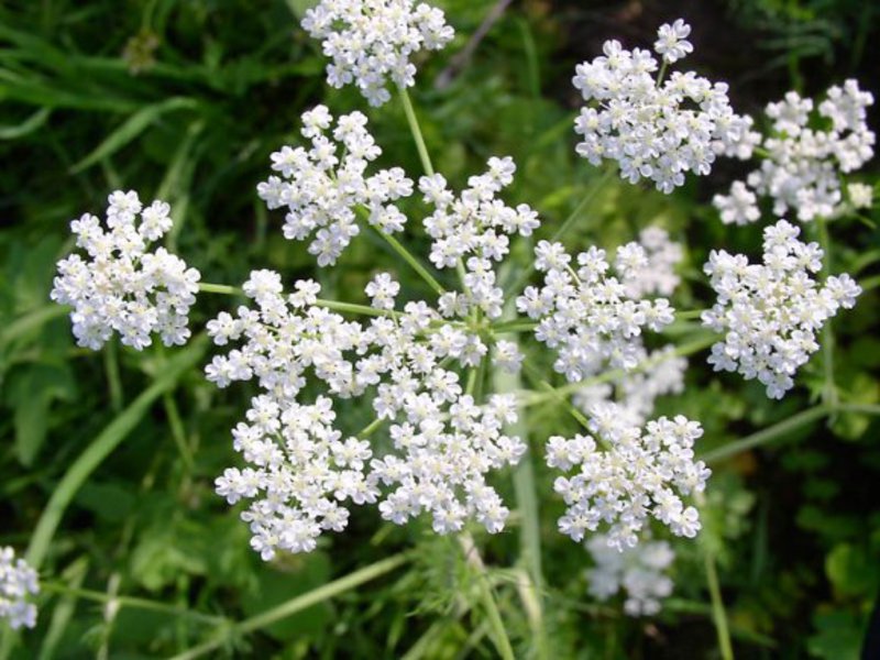 Anise plant The healing properties of anise.