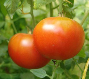Choosing a variety of tomatoes