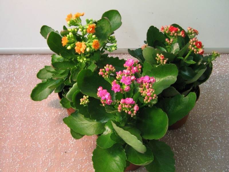 How Kalanchloe grows Ease of plant care