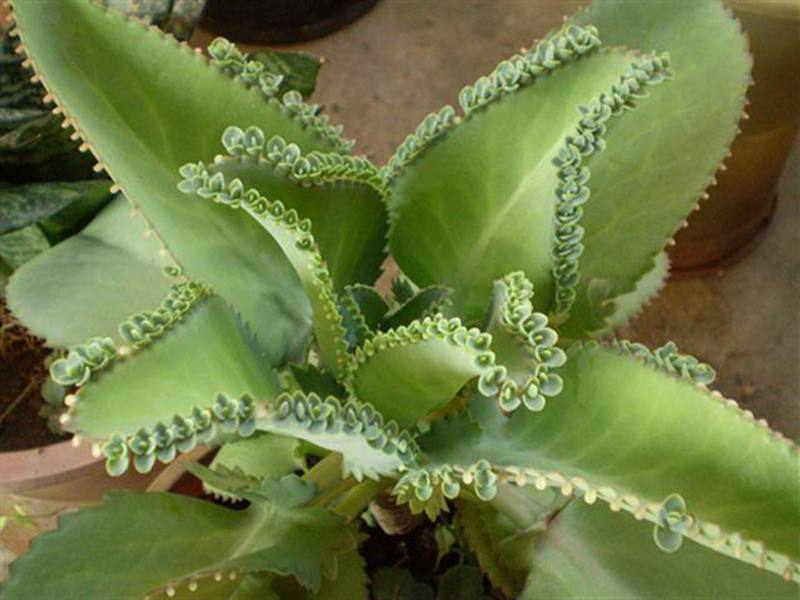 How Kalanchoe grows Kalanchoe plant