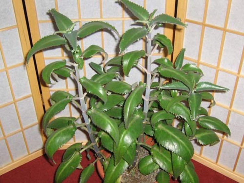 Why is Kalanchoe useful? How is Kalanchoe used