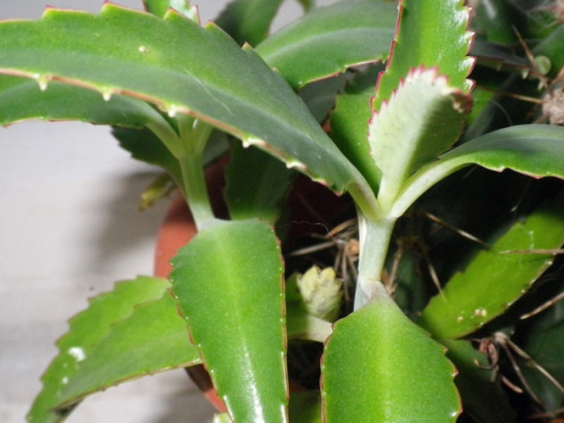 How to grow Kalanchoe Kalanchoe - a genus of succulent plants